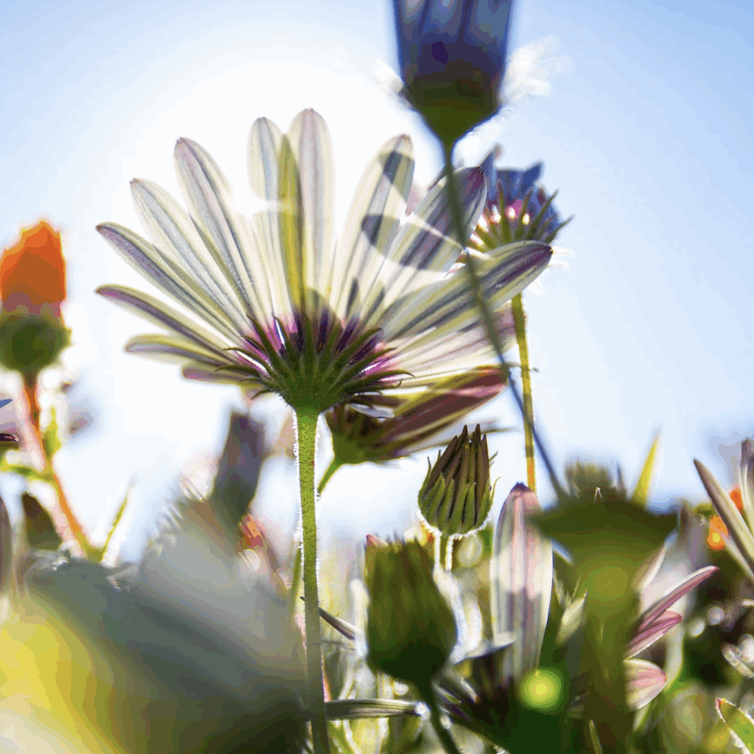 Screenshot 2025-06-17 at 9.53.39 AM